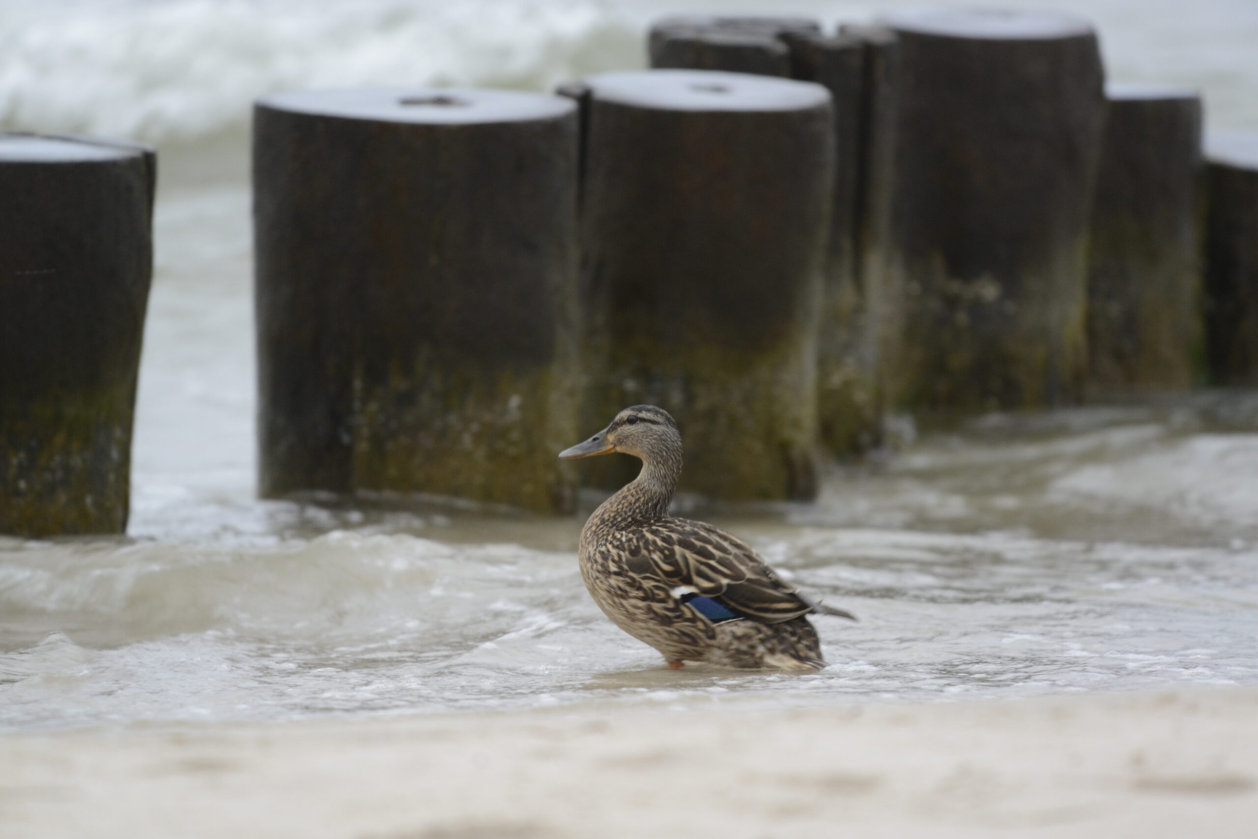 2026_06_03_Ustka_01.jpg